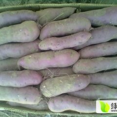 万亩红薯大量上市，龙薯九，