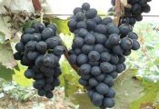兴安代办本地葡萄-----巨蜂葡萄，夏黑葡萄
