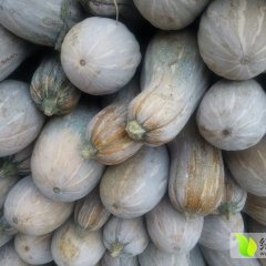 2015邓州南瓜走过路过不要错过