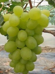 山东费县维多利亚葡萄价格适宜