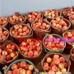 2015大荔蜜桃量大新军瓜果商行诚信合作