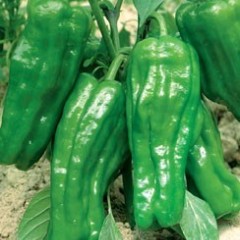 保康辣椒假一赔十歇马陈先生诚信合作