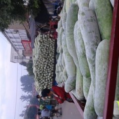 2015中牟冬瓜再不来就没机会了！