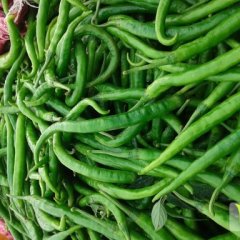 中牟韩寺李东莹7月线椒辣椒