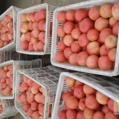 中牟西红柿价格行情平稳韩寺李东莹诚信合作