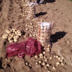 辽宁省、兴城市大寨乡中暑五号、大量上市