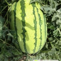 河北少武强县李老四百亩西瓜开始销售