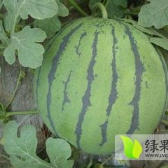 凌海西瓜火热上市,金城陶明诚信合作