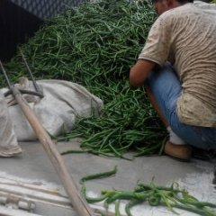 巨野营里袁广军7月线椒辣椒