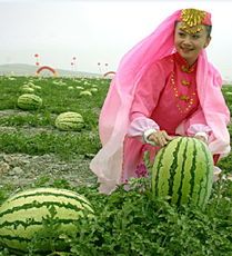2015年宁夏沙坡头金城5号价格