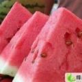 湖北老河口京欣西瓜逐渐升温