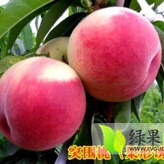 费县水果的主产区 仓方早生蜜桃