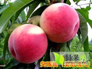 2018年山东费县仓方早生价格