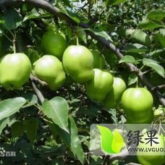 2015大荔梨走过路过不要错过