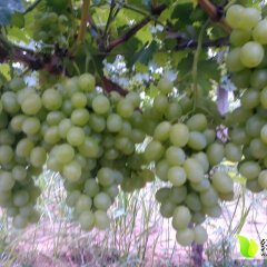 2015大荔葡萄走过路过不要错过