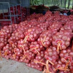 山东惠民红皮洋葱：申桥镇姚洪涛