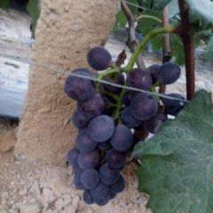 东昌府葡萄价格适宜,沙镇刘义全诚信合作