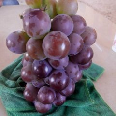 2015东昌府葡萄俏销大江南北