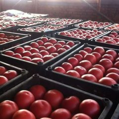 吉林扶余西红柿