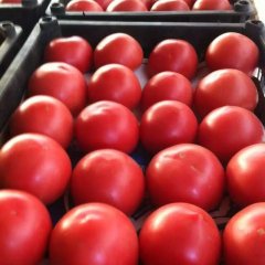 扶余西红柿价格行情平稳