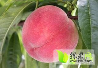 阿布白桃蜜桃火爆招商中