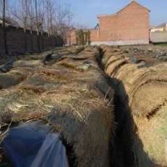 2015沁阳冬瓜再不来就没机会了！