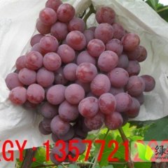 云南红提葡萄大量成熟代办