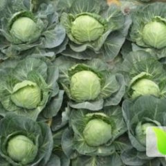 湖北嘉鱼中甘21甘蓝价格行情平稳