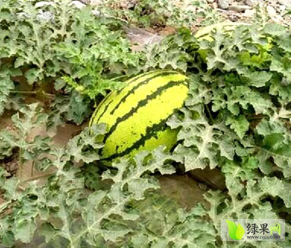 金城5号价格