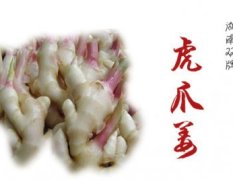 供应双牌生姜虎爪姜小黄姜，湖南省名优产品