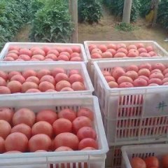 2015中牟西红柿价格波动不大