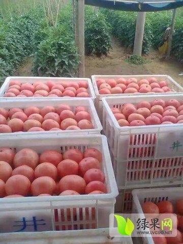 2015年河南中牟粉百利价格