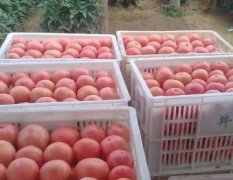 2015中牟西红柿价格波动不大