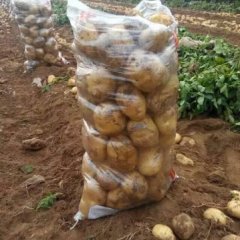 辽宁兴城早大白土豆价格行情平稳