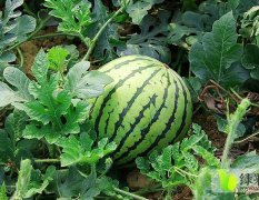 2016年河南开封露天西瓜大量上市