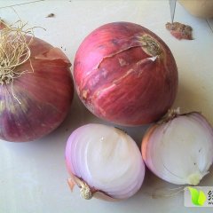 2016年靖远刘川7月红皮洋葱上市