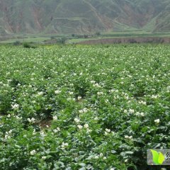 牙克石土豆质量上乘,金满白文诚信合作