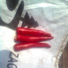 山东金乡金塔辣椒即将上市辣椒酱初加工