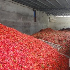 山东金乡天宇辣椒欢迎合作