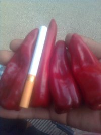 山东金乡鸡黍辣椒酱金塔原料供应1000吨1600