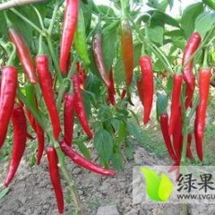 山西忻州红线椒 金塔 北京红大量上市