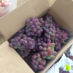 许昌巨峰葡萄 口感佳价格优