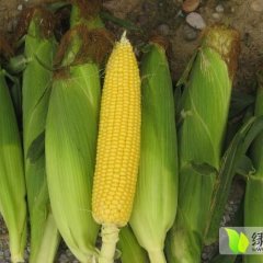 2015新民玉米现在订货有惊喜