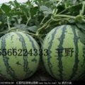 辽宁新民地雷瓜西瓜何去何从