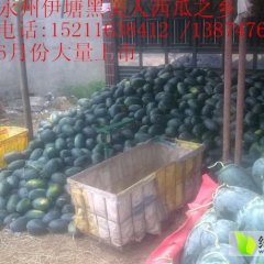 湖南永州冷水滩伊塘黑美人西瓜上市中（小瓜3