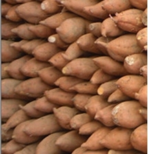 辽宁地瓜红薯品种全价格低储备量大可全年供货