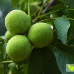 供应清香核桃产地价格