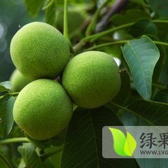 大量供应清香核桃