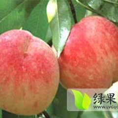 2015年毛桃价格行情走势毛桃产地价格