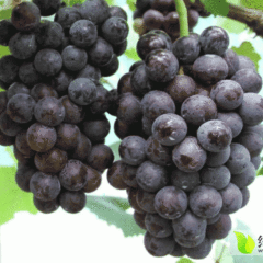广西七星大量供应红提、巨峰葡萄